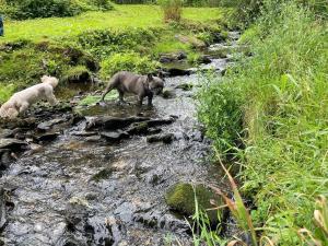 Thú nuôi lưu trú tại Ferienwohnungen Börnert am "Klingerbach" +29 ảnh