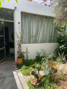 ein Haus mit einem Fenster und Pflanzen im Hof in der Unterkunft Ali's House in Marrakesch