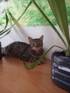 Domácí mazlíčci ubytovaní s hosty v ubytování Großes modernes Zimmer "Silber" für 2 Personen und Katzenliebhaber