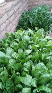 Ảnh trong thư viện ảnh của MOON NIGHT Amantani Lodge ở Ocosuyo