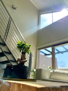 a plant sitting on a table in a living room at Sandton - Japandi style 1 bedroom Loft apartment in Sandton