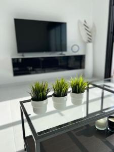vier Pflanzen auf einem Glastisch vor einem Fernseher in der Unterkunft Casa Blanca y Negra in San Pedro del Pinatar + 38 Fotos