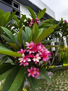 レガスピにあるCasita de Gloria Hometelの緑の葉を持つ植物に咲いたピンクの花束