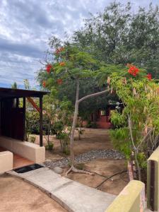 Zahrada ubytování Cabo Pulmo Beach Resort