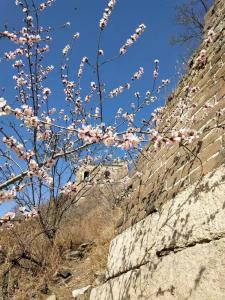 a tree with pink flowers on it next to a stone wall at Beijing Wuji Inn - The Great Wall of China Huanghuacheng in Beijing