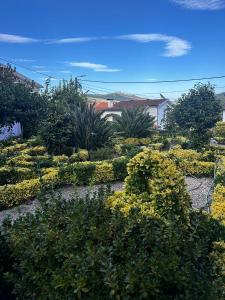 a garden with yellow flowers and plants in a yard at Casa Teles in Peso da Régua