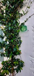 Fotografie z fotogalerie ubytování Mirum Apuliae v Alberobellu
