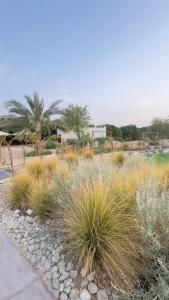 a landscaping with grass and rocks in a field at Damas Resort in Mezairaa