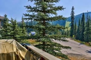 a pine tree on the side of a road at Trappers Landing #30 in Sun Peaks +20 photos