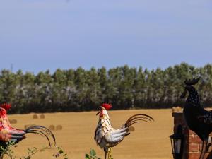 a group of chickens standing next to a field at The View in Faversham