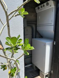 a small stove in a room with a tree at Tropical Oasis in San José del Cabo