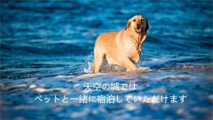 和主人一起入住天空の城 絶景の海岸線に面し そよ風と波に触れながらリラックスできる場所です的宠物