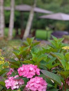 a bunch of pink flowers in a garden at Chambres entre Romorantin-Chambord-Zoo de Beauval - Orée du Bois en Sologne in Lassay-sur-Croisne