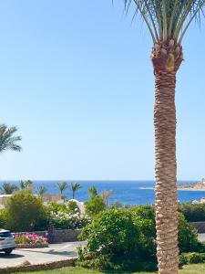 un palmier dans un parc avec l'océan en arrière-plan dans l'établissement classy new 2 bedrooms 2 bathrooms apartment at Domina coral bay sea view with everything you need, à Charm el-Cheikh