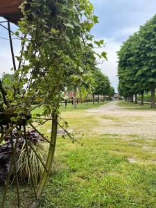a small tree in the grass in a park at Agriturismo Al Buttasella in Lavariano +30 photos