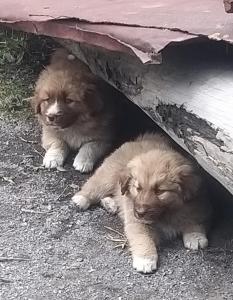 Domácí mazlíčci ubytovaní s hosty v ubytování Emotion Kazbegi