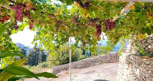 Foto dalla galleria di Apartment Djakonovic Mladen a Ulcinj