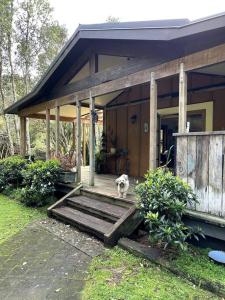 Ein Hund steht auf der Veranda eines Hauses in der Unterkunft Oakura Pond Cottage - A unique kiwi holiday Bach in Oakura