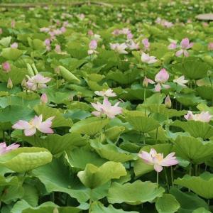 Vườn quanh Vườn Vua Resort & Spa - Biệt Thự Khoáng Nóng 2 ngủ, ăn sáng và ăn tối