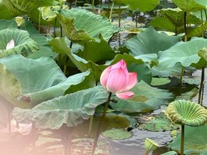 Vườn quanh Vườn Vua Resort & Spa - Biệt Thự Khoáng Nóng 2 ngủ, ăn sáng và ăn tối