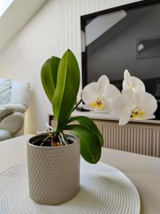 a vase with white flowers sitting on a table at Apartment Liora in Osijek