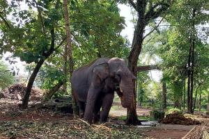 un éléphant debout à côté d'un arbre dans l'établissement The Birds Rest, à Sri Jayewardenepura Kotte