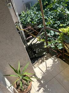Giardino di Green ToniC Hostel