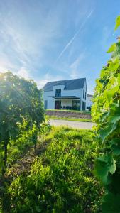 a white house in the middle of a field at Haus im Weinberg in Ellenz-Poltersdorf