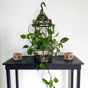 a black table with a plant in a basket on it at Gîte château d'Espalungue, piscine et SPA in Dognen