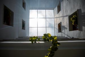 a plant sitting in front of a window at Aparthotel Luz de Gades - Suites Spa Gym - Adults Only in Cádiz