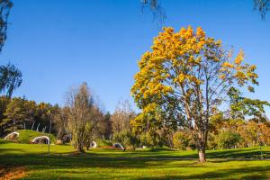 a tree with yellow leaves on a green field at LVM dabas parka glempings in Tērvete