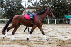 a brown horse with a red saddle on its back at Villa Il Poggio in Sinalunga