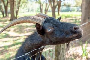 Animaux dans la maison de vacances ou à proximité