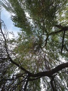 a view of the branches of a tree at Privatzimmer im Landhaus mit großem Garten und Parkplatz in Reckershausen