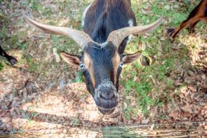 Animaux dans la maison de vacances ou à proximité