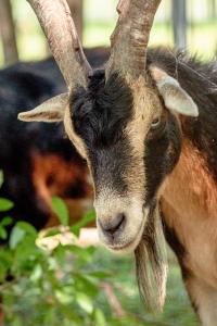 Animaux dans la maison de vacances ou à proximité