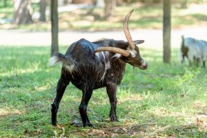 Animaux dans la maison de vacances ou à proximité