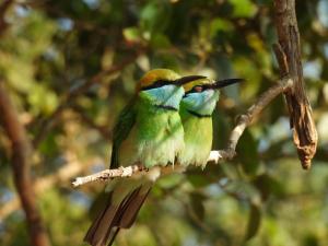 Altri animali domestici presso l'hotel o nei dintorni