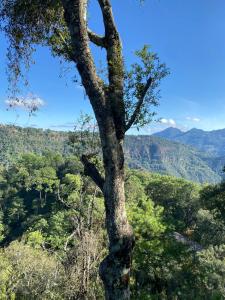 a tree standing in the middle of a forest at Parque Natural Barranca de los Jilgueros in Zacatlán +26 photos