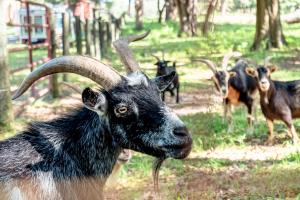 Animaux dans la maison de vacances ou à proximité