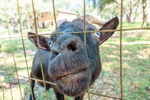 Animaux dans la maison de vacances ou à proximité