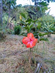 Jardí fora de Botón de oro hostal