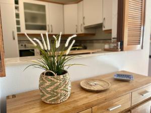 a potted plant sitting on a counter in a kitchen at Casa Luz in Luz