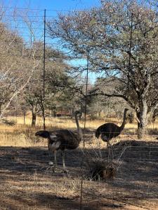 Altri animali domestici presso l'appartamento o nei dintorni