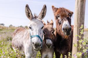 Animales en the country house o alrededores