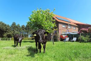 two cows standing in the grass in a field at Ferienwohnung auf dem Ferienhof Janssen in Westerholt