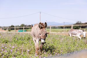 Animales en the country house o alrededores
