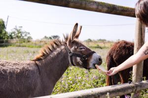 Animales en the country house o alrededores