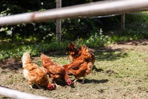 Animales en the country house o alrededores