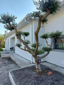 ein kleiner Baum vor einem Gebäude in der Unterkunft La maison du bonheur in Saint-Médard-en-Jalles